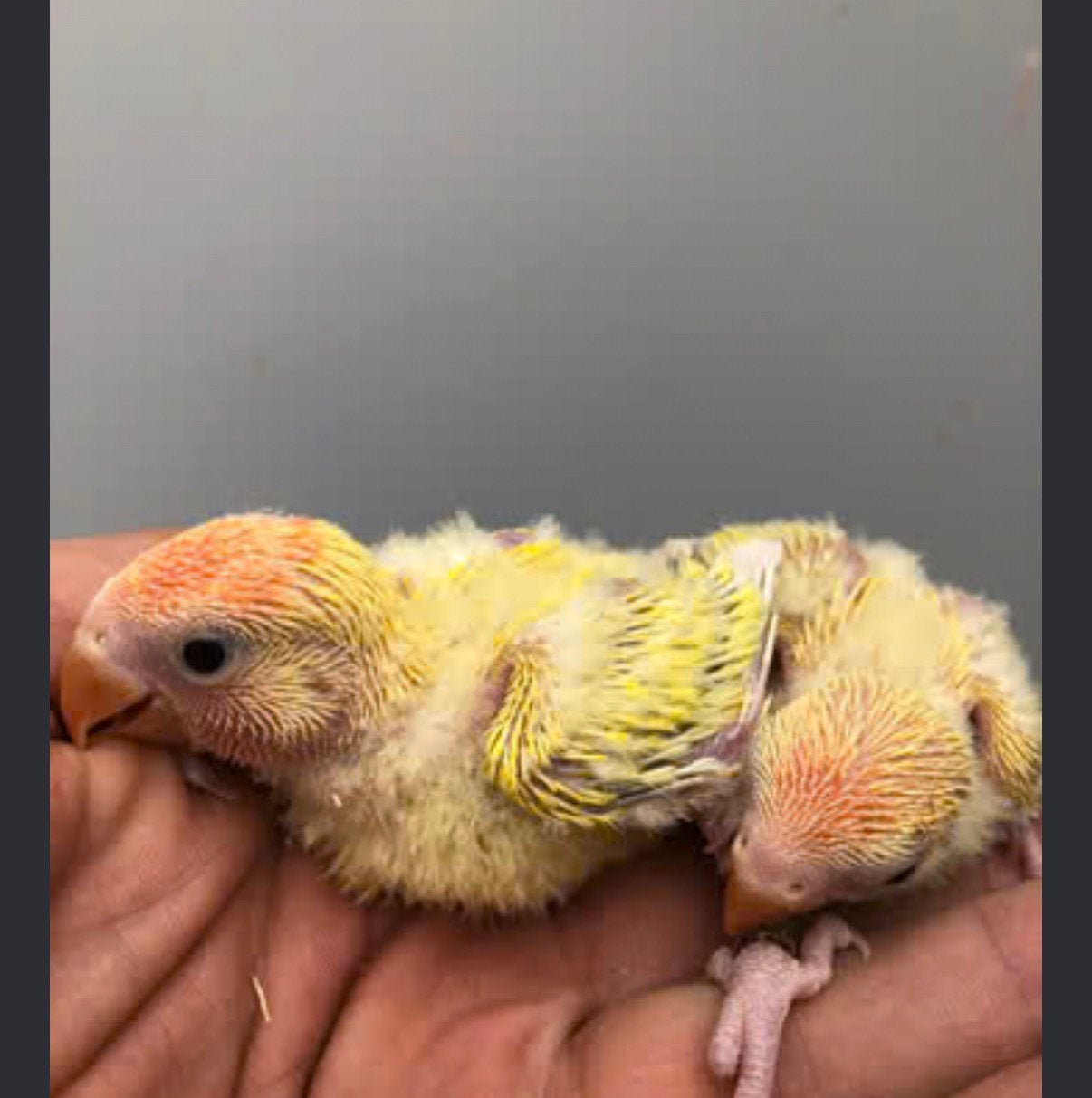 Dwergpapegaai 2 weken oud voor hand tam te maken met pap, Tam