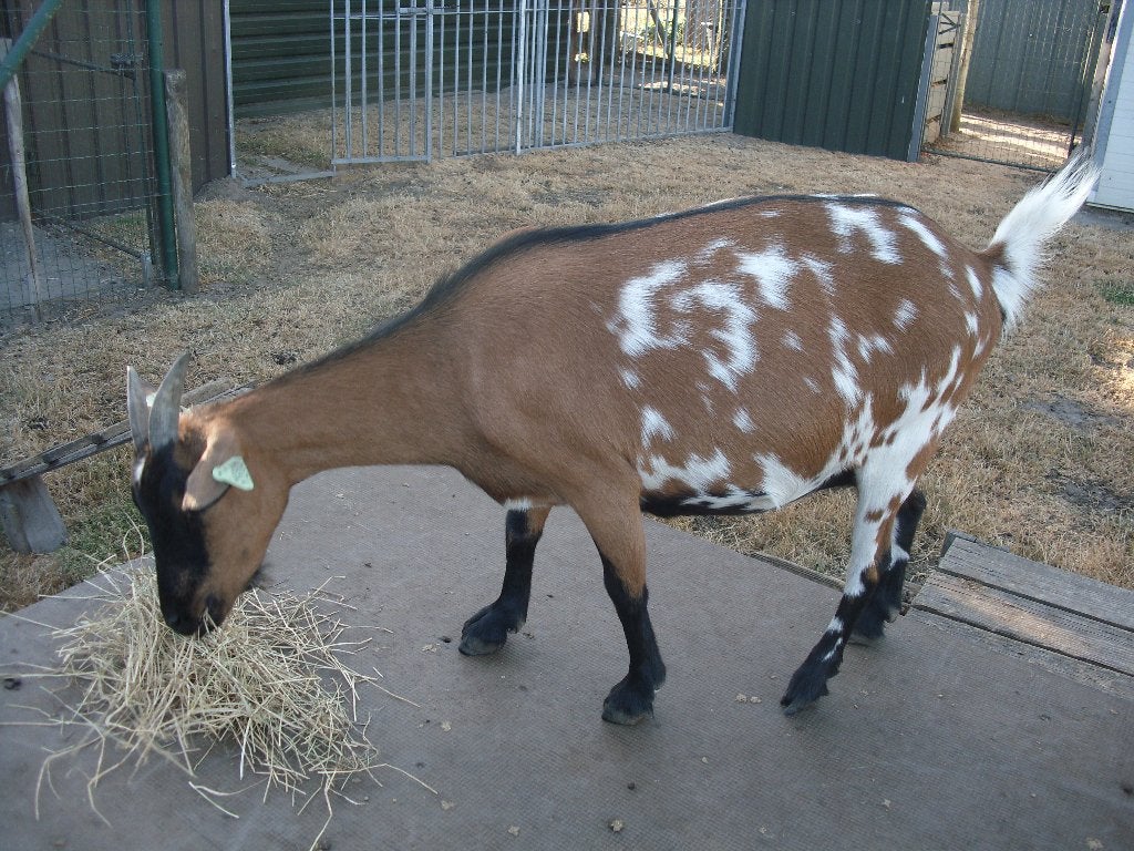 dwerggeitje, Dieren en Toebehoren, Schapen, Geiten en Varkens, Geit
