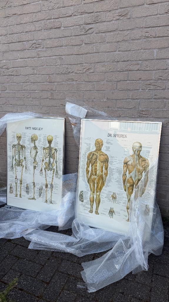 Posters skelet en spieren, Ophalen, Gebruikt, Overige typen
