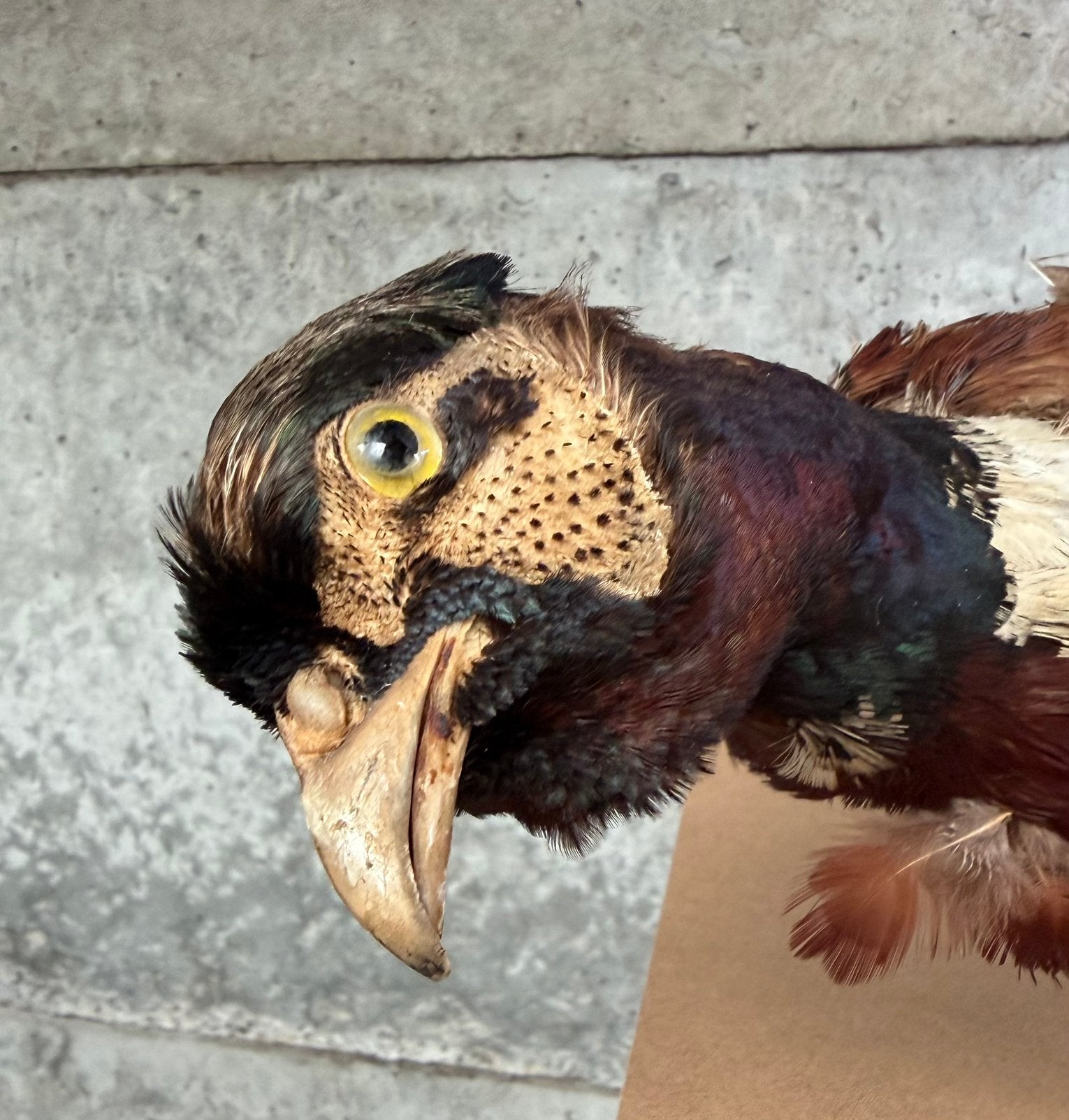 Opgezette fazant , Taxidermie, Enlèvement, Utilisé, Oiseaux, Animal empaillé