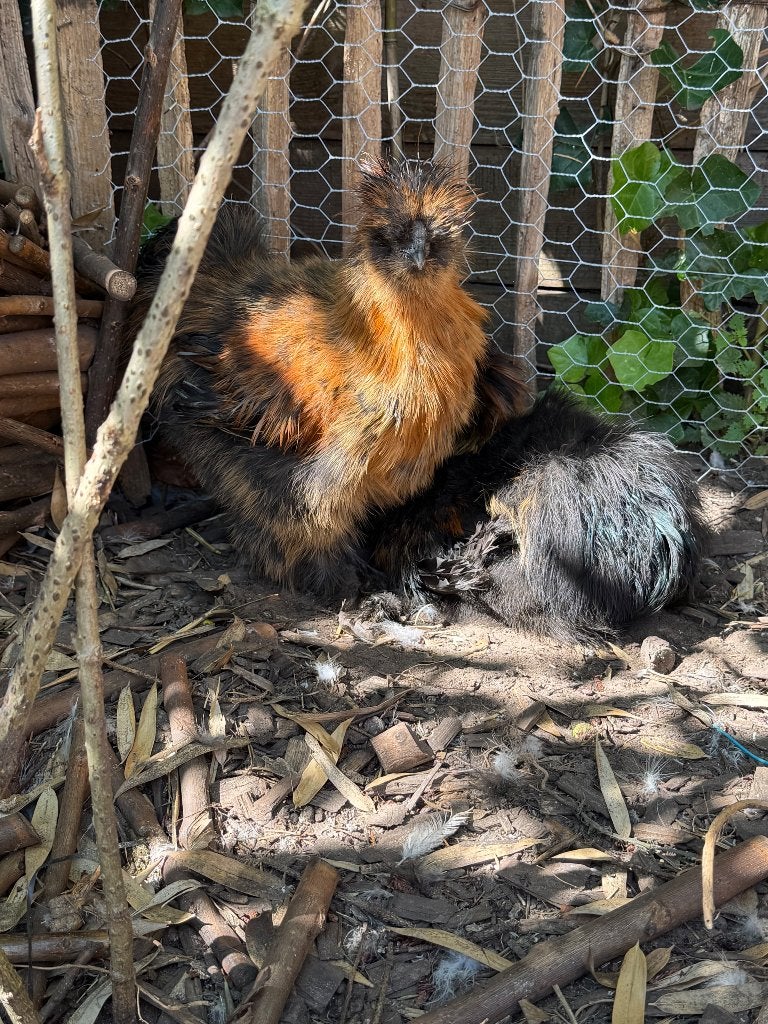 Haantjes, Dieren en Toebehoren, Pluimvee, Kip, Mannelijk