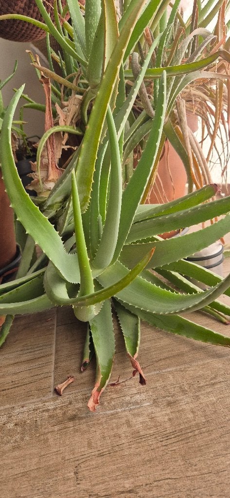 Aloë vera XXL - geeft ook bloemen, Maison & Meubles, Plantes d'intérieur, Plante succulente, En pot, Enlèvement, 100 à 150 cm