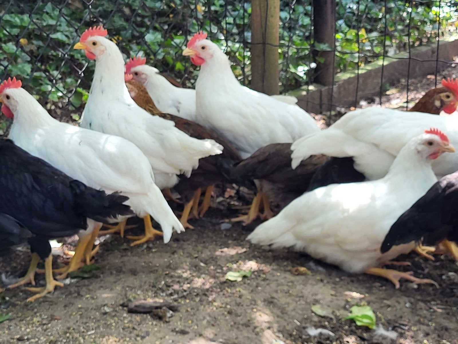 Jonge leghornhanen, Dieren en Toebehoren