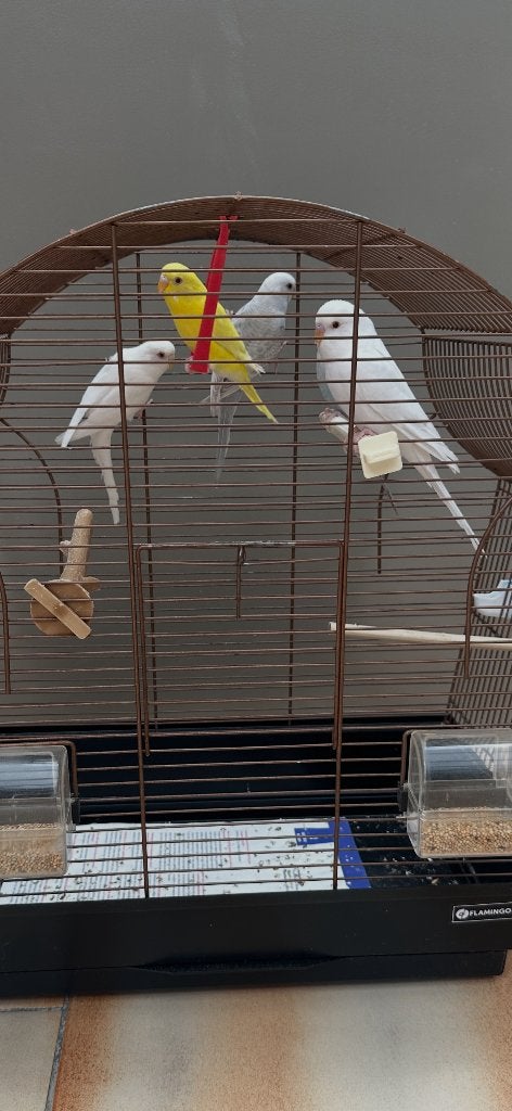 Albino/lutino/blauw wit grijs met of zond kooi, Plusieurs animaux, Perruche