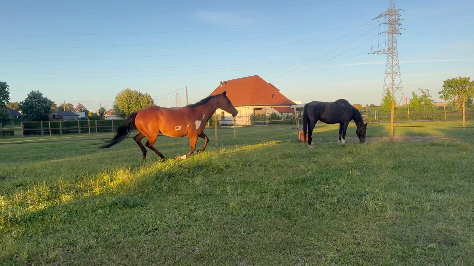Halve stal, 2 ou 3 chevaux ou poneys