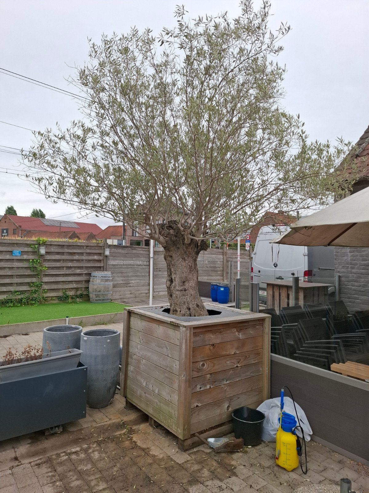 Olijfboom in lavastenen in sterke verplaatsbare houten pot, Tuin en Terras, Lente, Olijfboom, 250 tot 400 cm, Ophalen