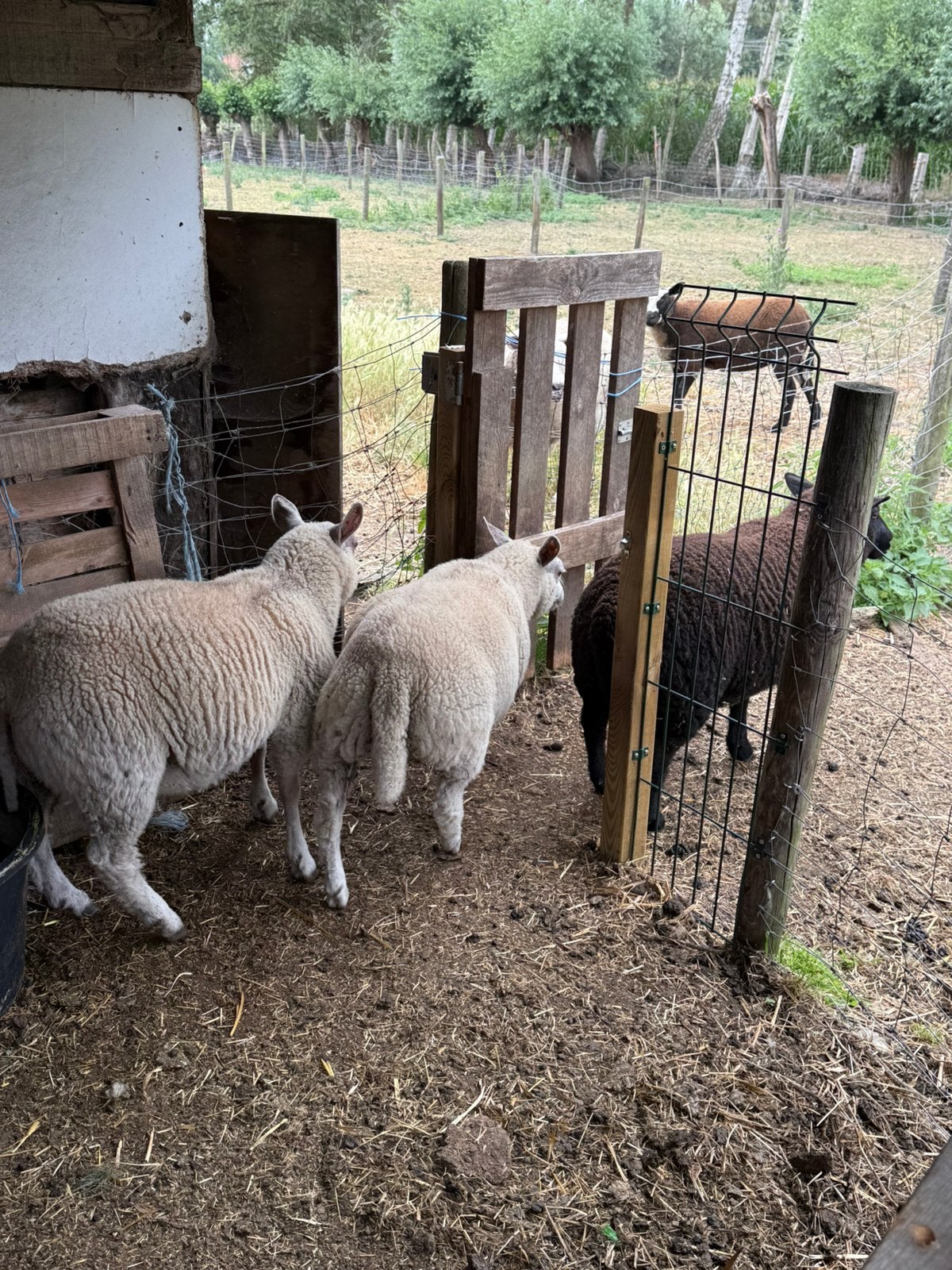 ooien 4 maand, Vrouwelijk, Schaap, 0 tot 2 jaar