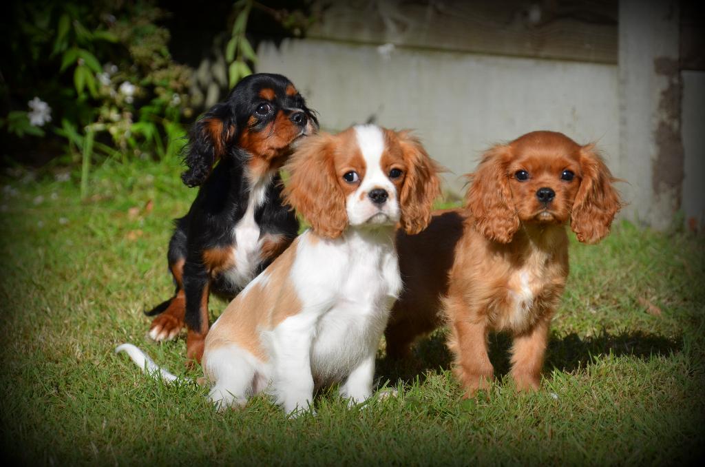 Chiots Cavalier King Charles Spaniel, Animaux & Accessoires, Chiens | Retrievers, Épagneuls & Chiens d'eau, Chien (mâle), Épagneul