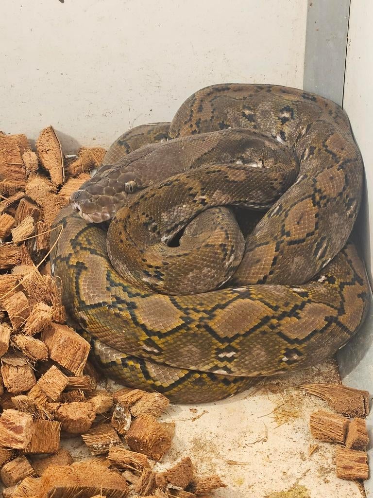 Couples python reticulatus kayudi 2022 super nain
