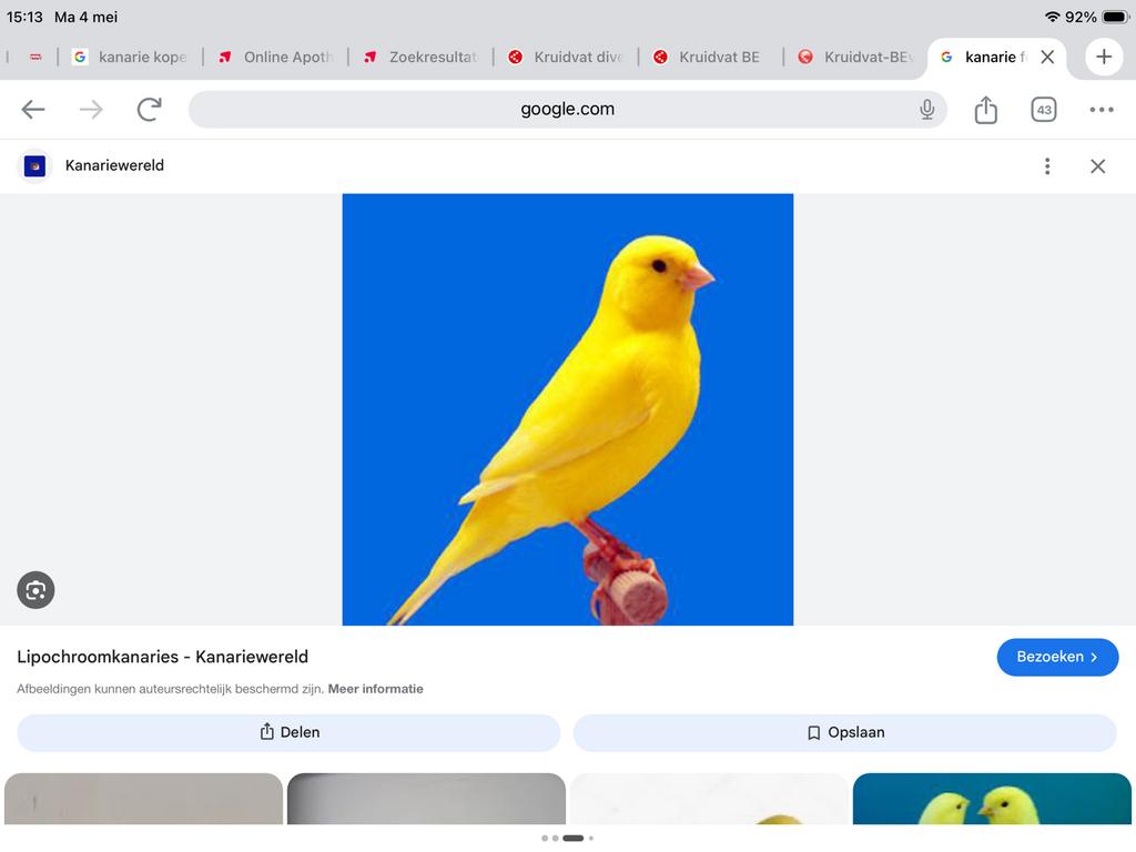 Kanarie gezocht pop, Vrouwelijk, Kleurkanarie