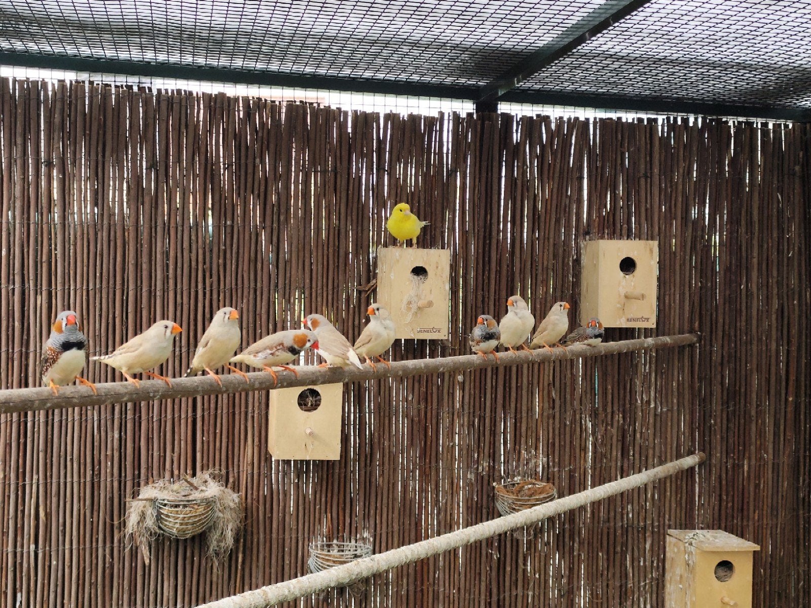 zebravinken verkocht, Dieren en Toebehoren, Vogels | Kanaries