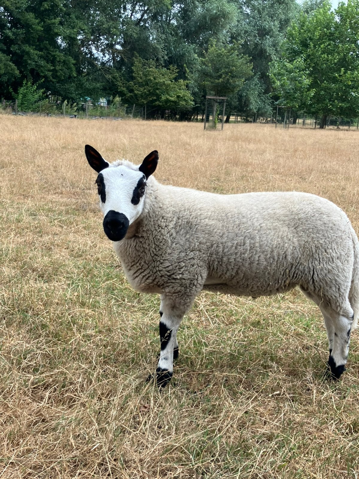 Jonge Kerry Hill ram, Mannelijk, Schaap, 0 tot 2 jaar