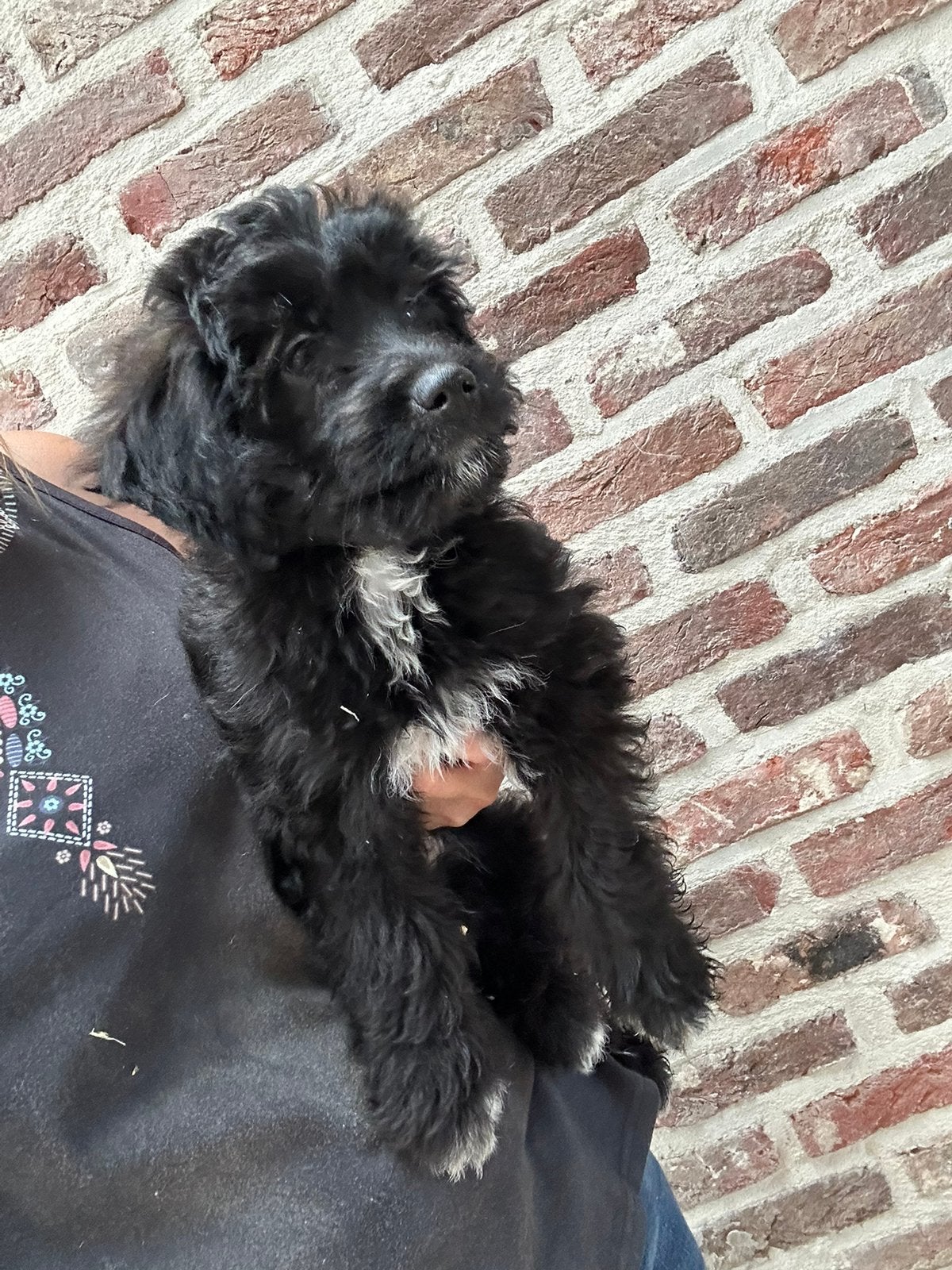 Mini Doodle pupjes, Dieren en Toebehoren, Honden | Niet-rashonden, België, 8 tot 15 weken, Parvo, Meerdere