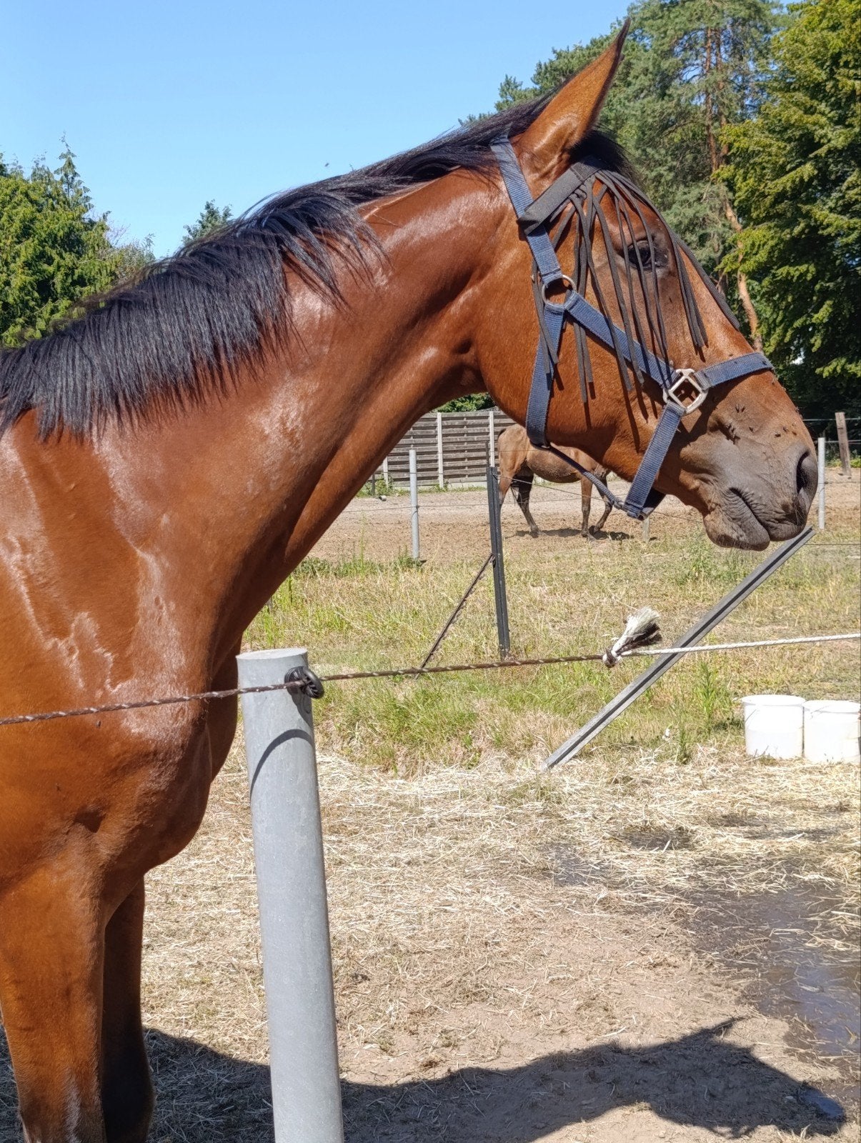 Prachtige Bwp ruin, Dieren en Toebehoren, Ruin, B, Met stamboom, 3 tot 6 jaar