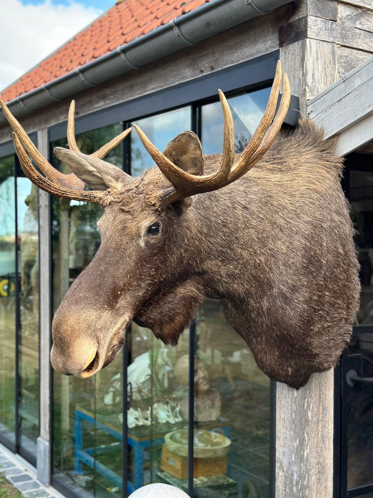 Eland taxidermie, Antiquités & Art, Curiosités & Brocante, Enlèvement