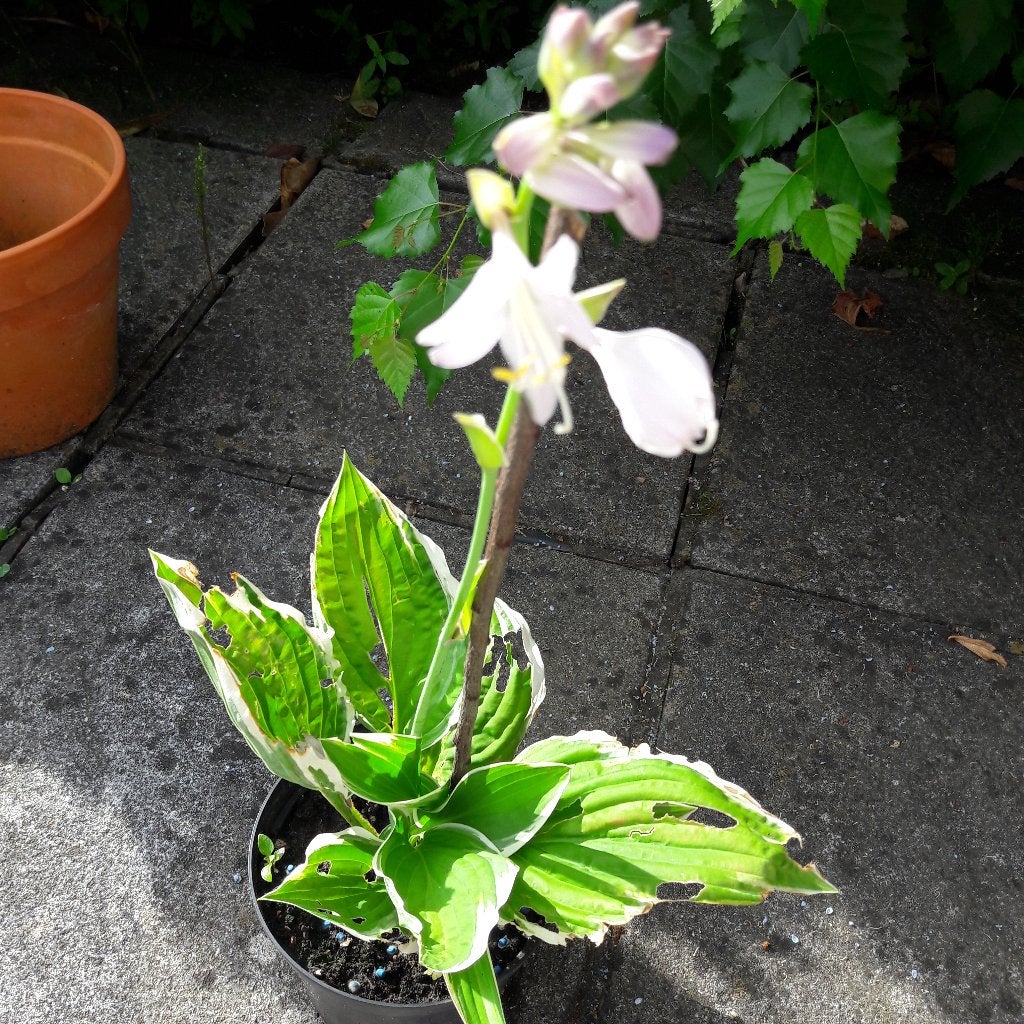 hosta vaste plant, Tuin en Terras, Ophalen, Vaste plant
