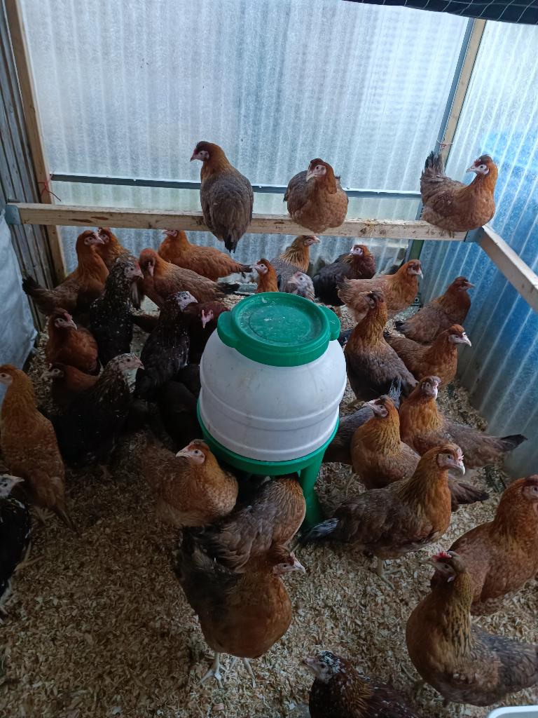 pondeurs coloré marans, araucana, crème legbar 4+1 gratuit, Femelle, Poule ou poulet