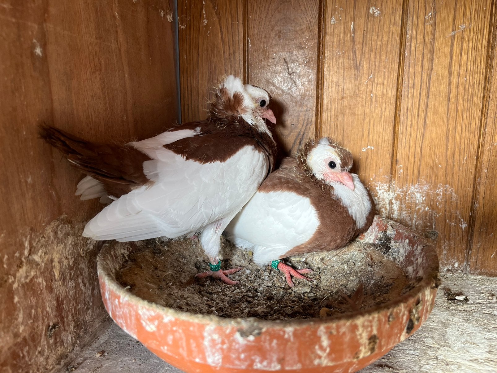 Fekegyhazer rood & zwart, Dieren en Toebehoren, Meerdere dieren, Tuimelaar of Roller