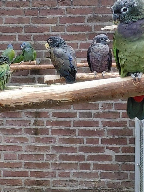 0-1 Roodstuit-papegaai // Pionus Maximiliani en een..., Femelle, Perroquet, Bagué