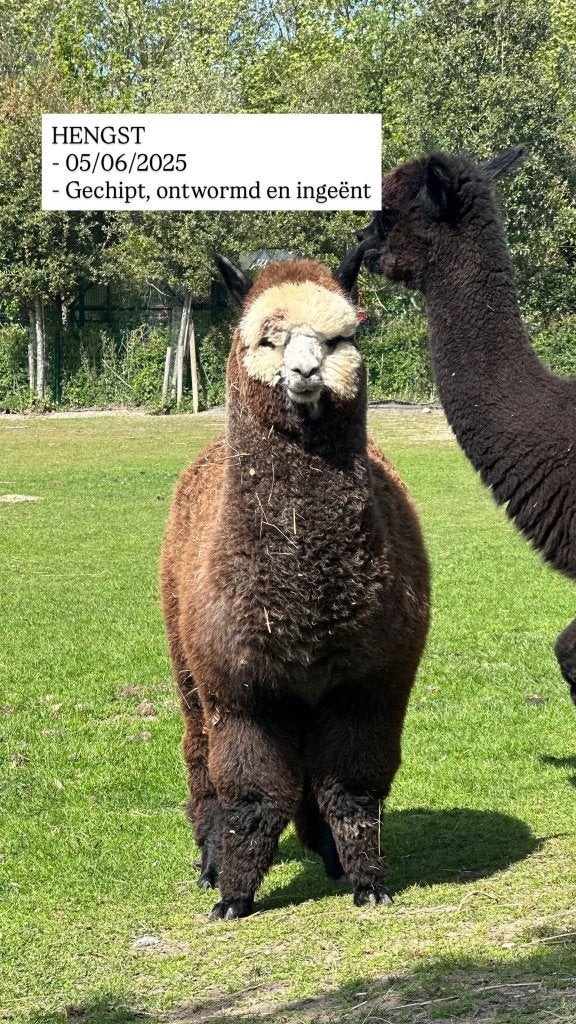Alpaca Hengst, Dieren en Toebehoren, Juni, Mannelijk