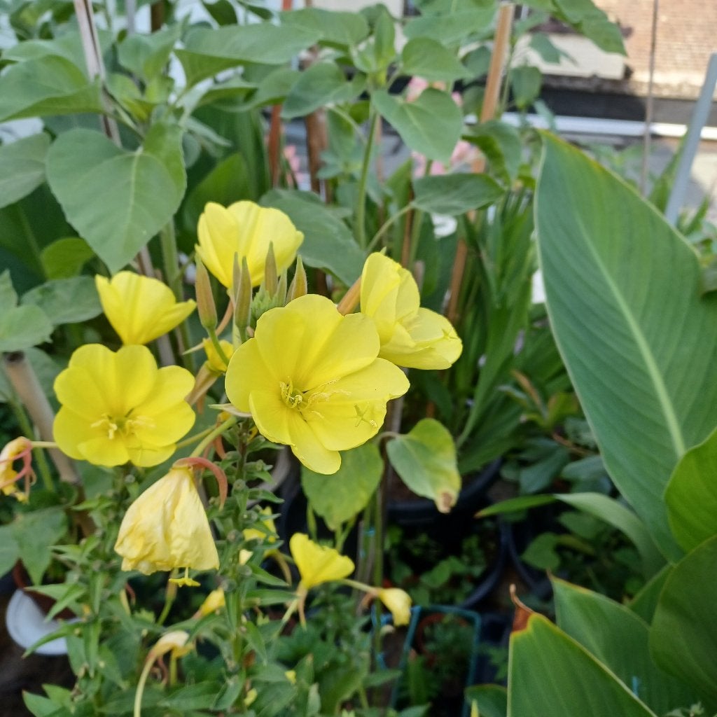 Primrose of oenothera, Volle zon, Tweejarig, Zomer, Ophalen