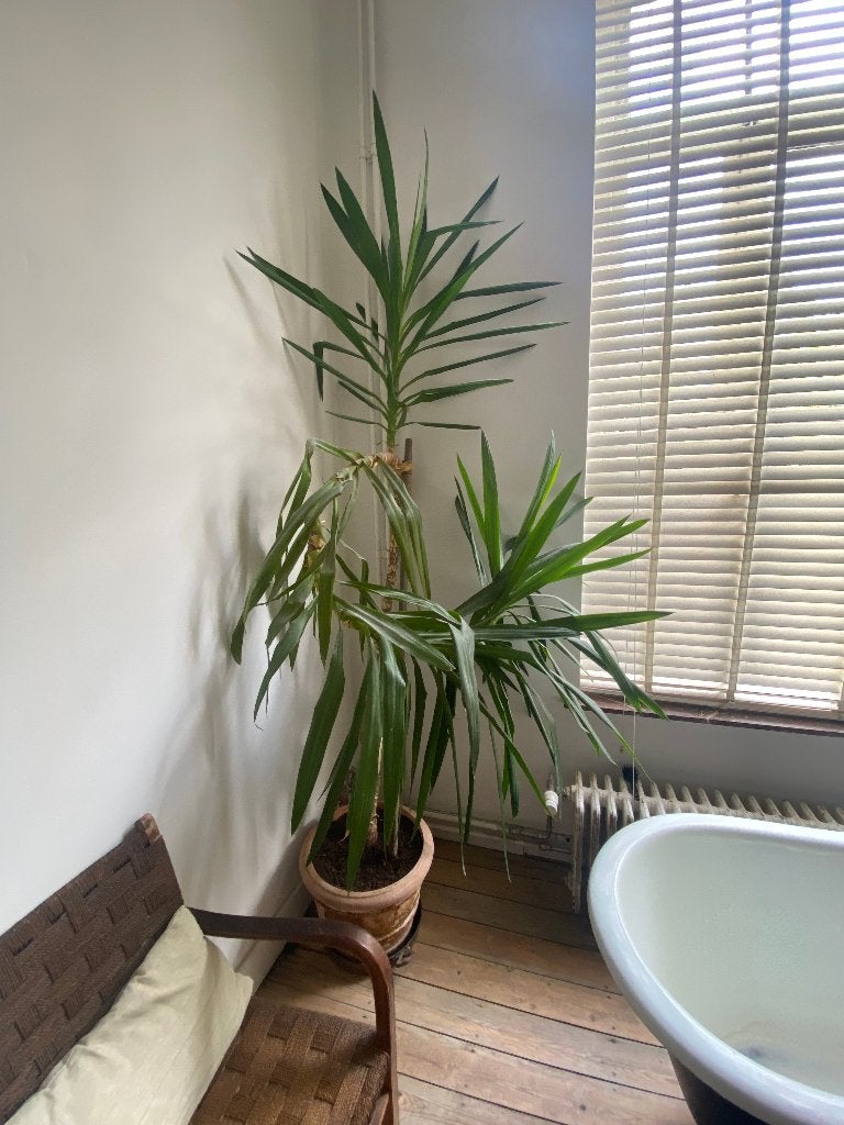 Grand yucca avec pot en terre cuite, Jardin & Terrasse, Enlèvement