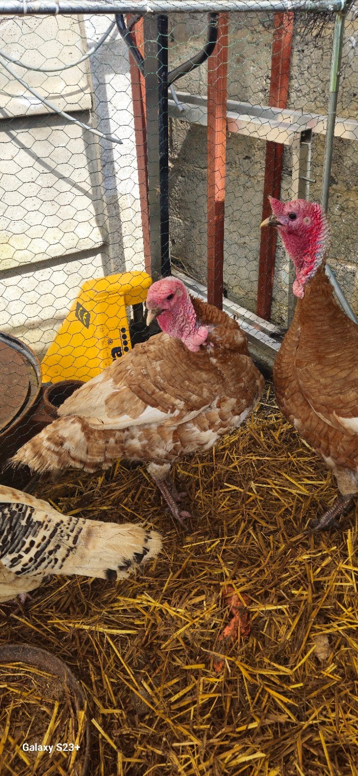 Kippen en Kalkoenen, Dieren en Toebehoren, Pluimvee, Kalkoen