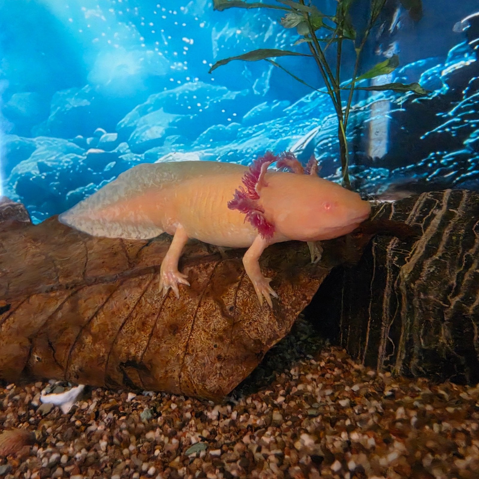 golden albino axolotls, Dieren en Toebehoren