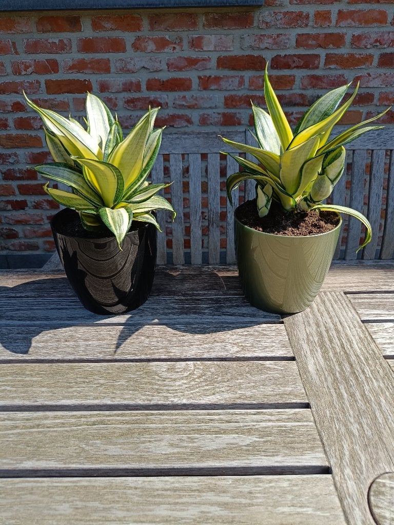 Groene gele kamerplanten. Sanseverea. Ook vrouwentongen., Huis en Inrichting, Kamerplanten, Ophalen, Overige soorten, Halfschaduw
