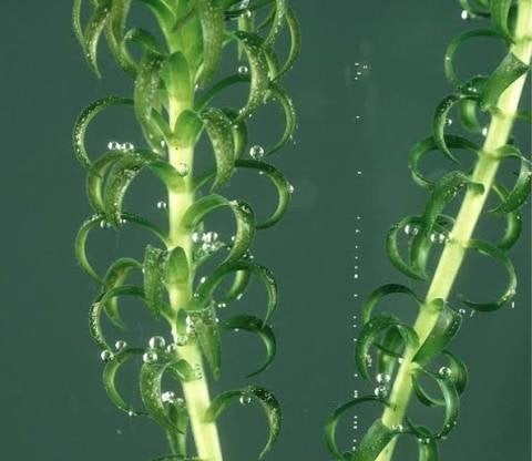 Gezocht zuurstofplanten, Ophalen