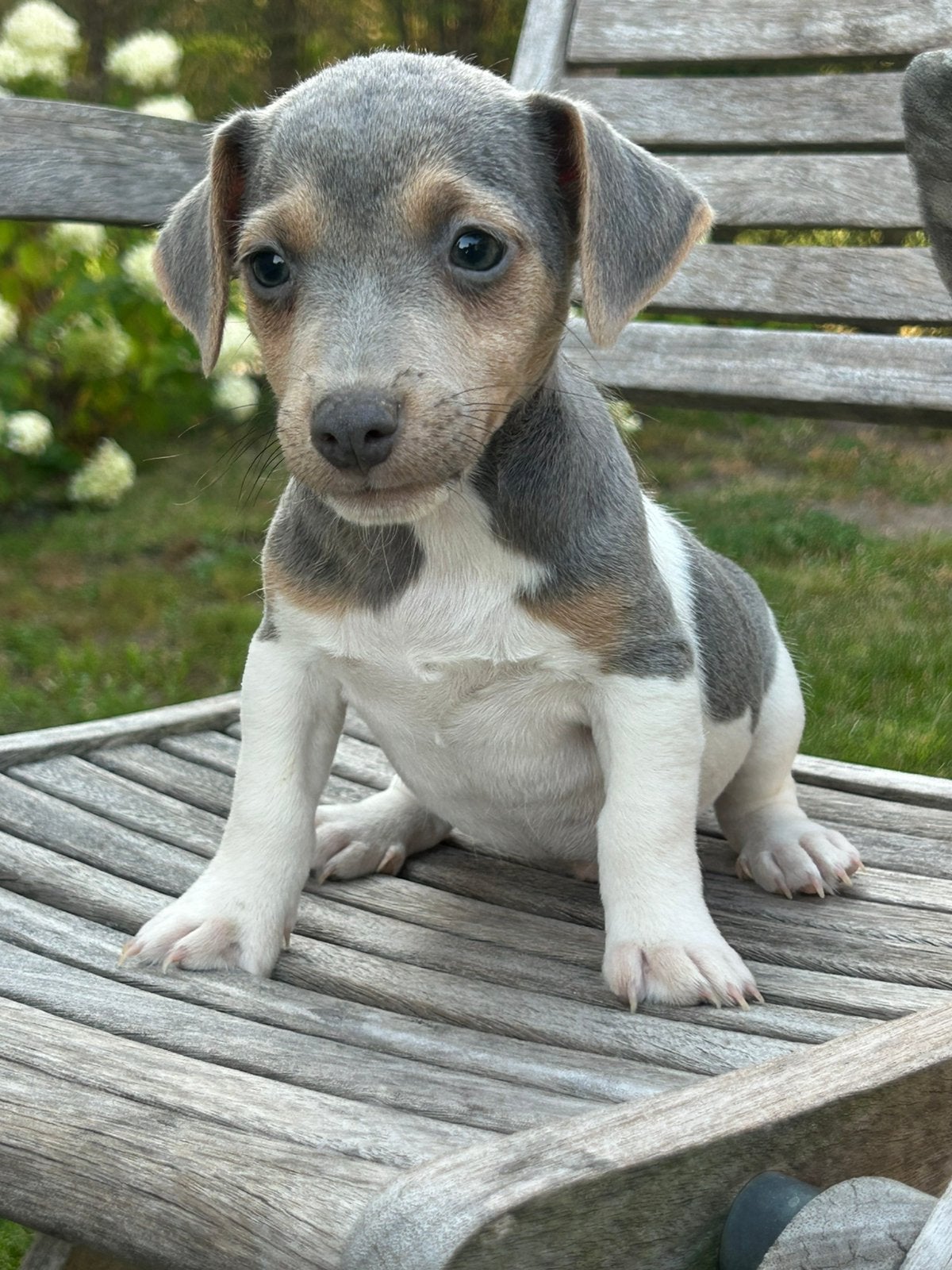 Jack Russel, Maladie de Carré (chiens), Chien (mâle), Belgique, 8 à 15 semaines