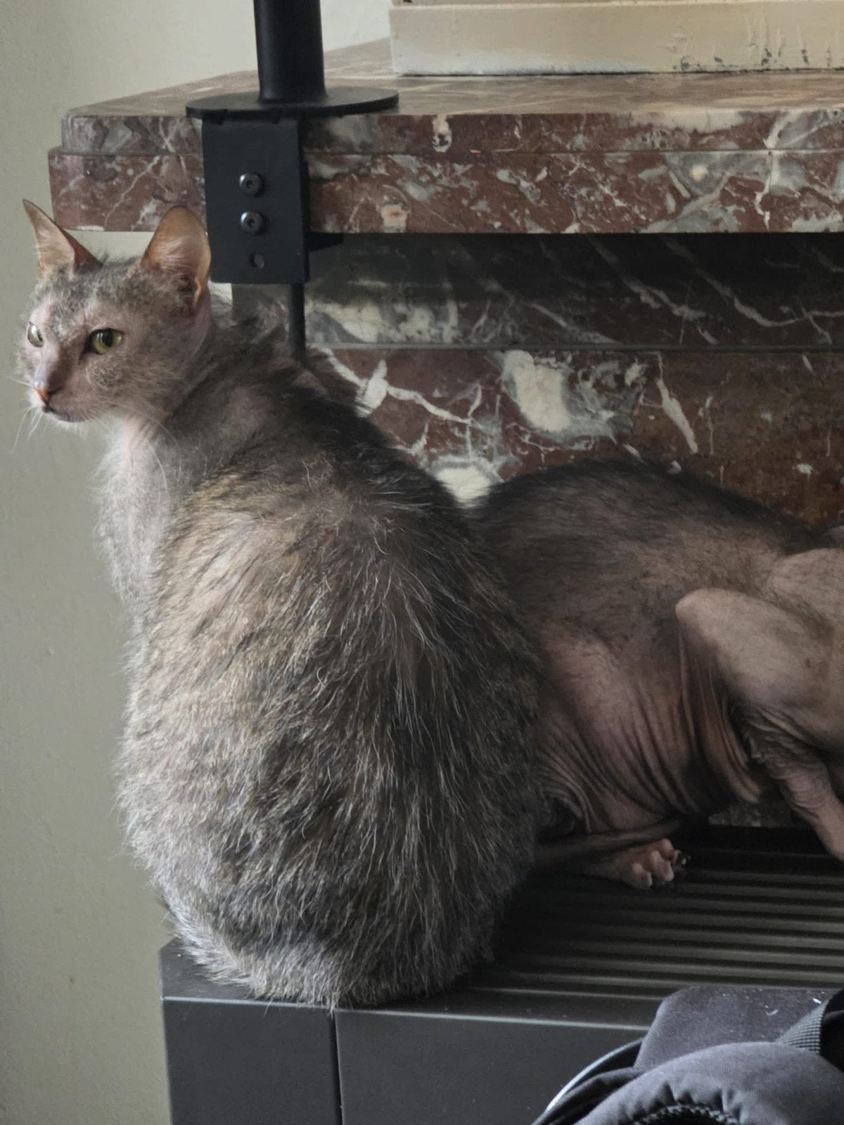 2 herplaatsers l, Dieren en Toebehoren, Katten en Kittens | Dekkaters, 3 tot 5 jaar