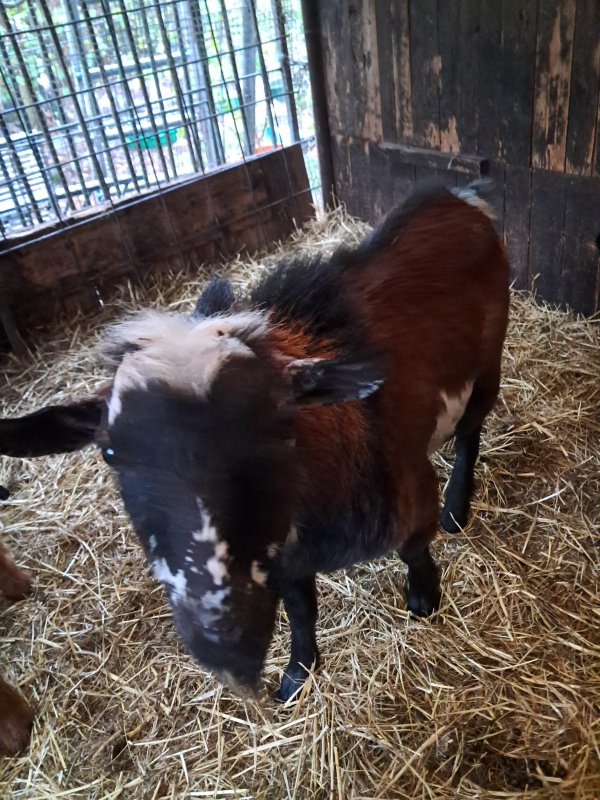 tamme hoornloze bok, Dieren en Toebehoren