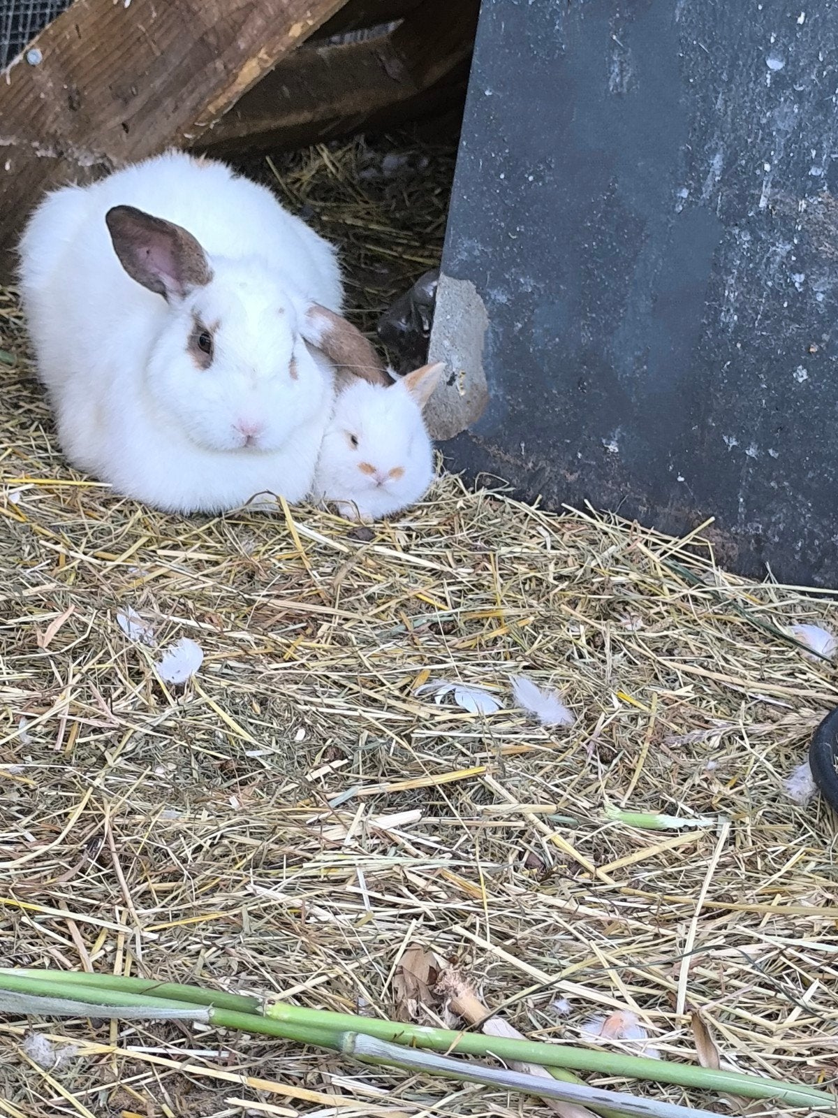 Koppel met kleintje, Animaux & Accessoires, Lapins