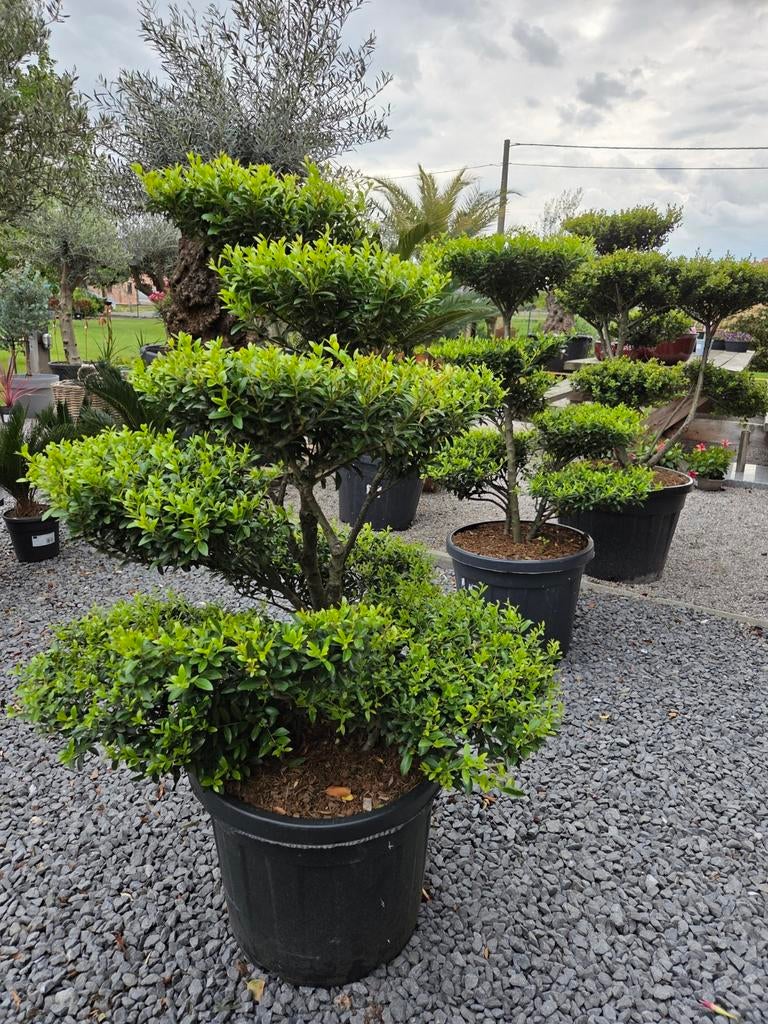 Ilex Crenata 'Green Hedge' ponpon, Ophalen, Halfschaduw