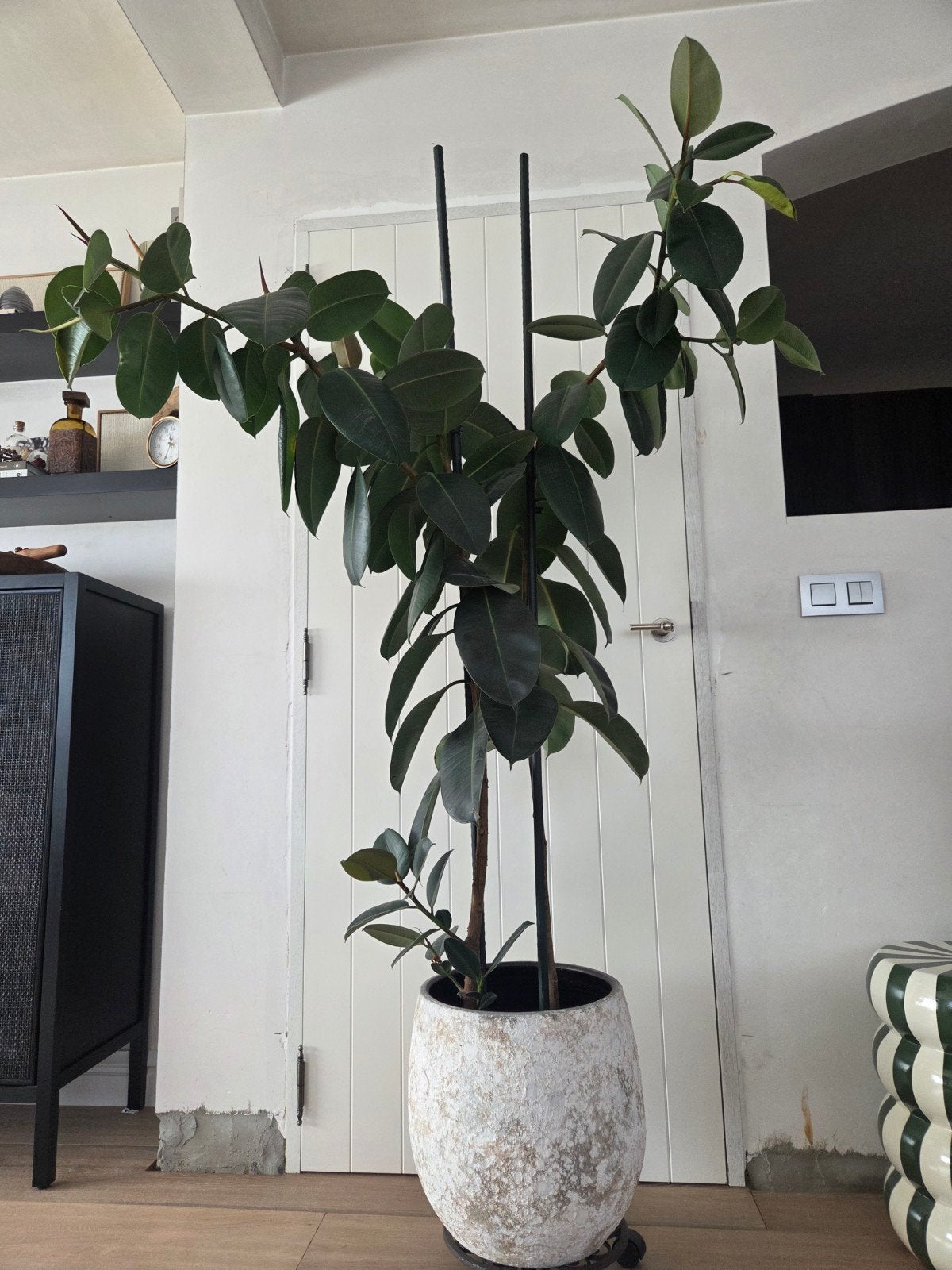 Ficus elastica, Maison & Meubles, Plantes d'intérieur, Plante verte, Enlèvement, Ficus, 150 à 200 cm