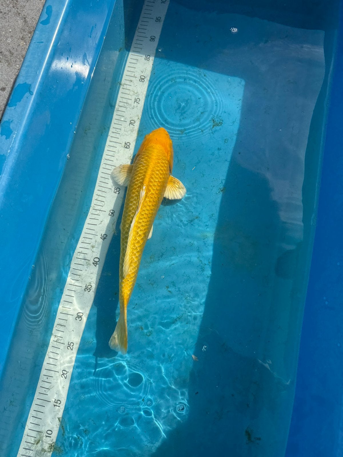 Japanse Yamabuki Ogon Koi (Mannelijk, ca. 43 cm) - Kim's Koi, Dieren en Toebehoren, Vissen | Vijvervissen