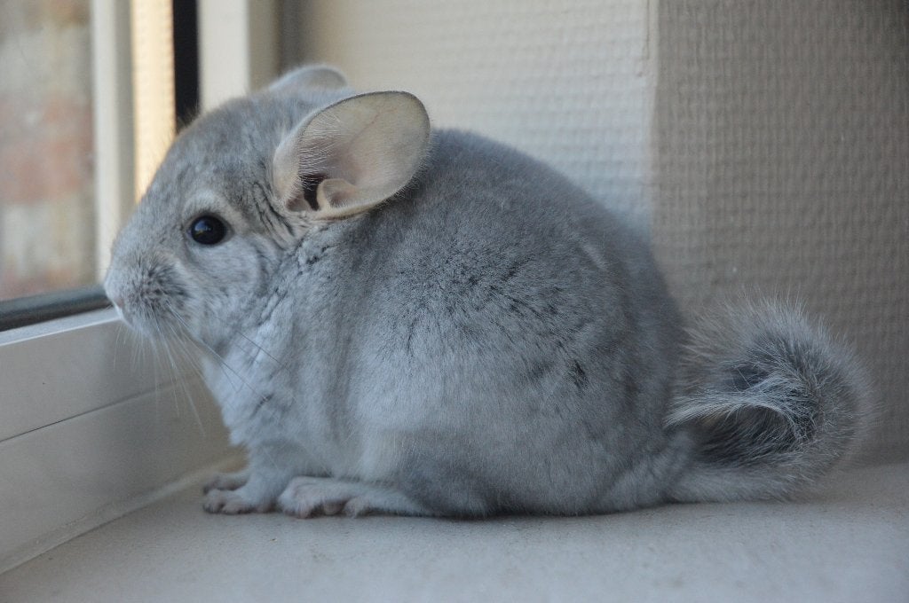 chinchilla saffier + standaard bokjes, Dieren en Toebehoren, Knaagdieren, Maart, Chinchilla, Mannelijk, Tam