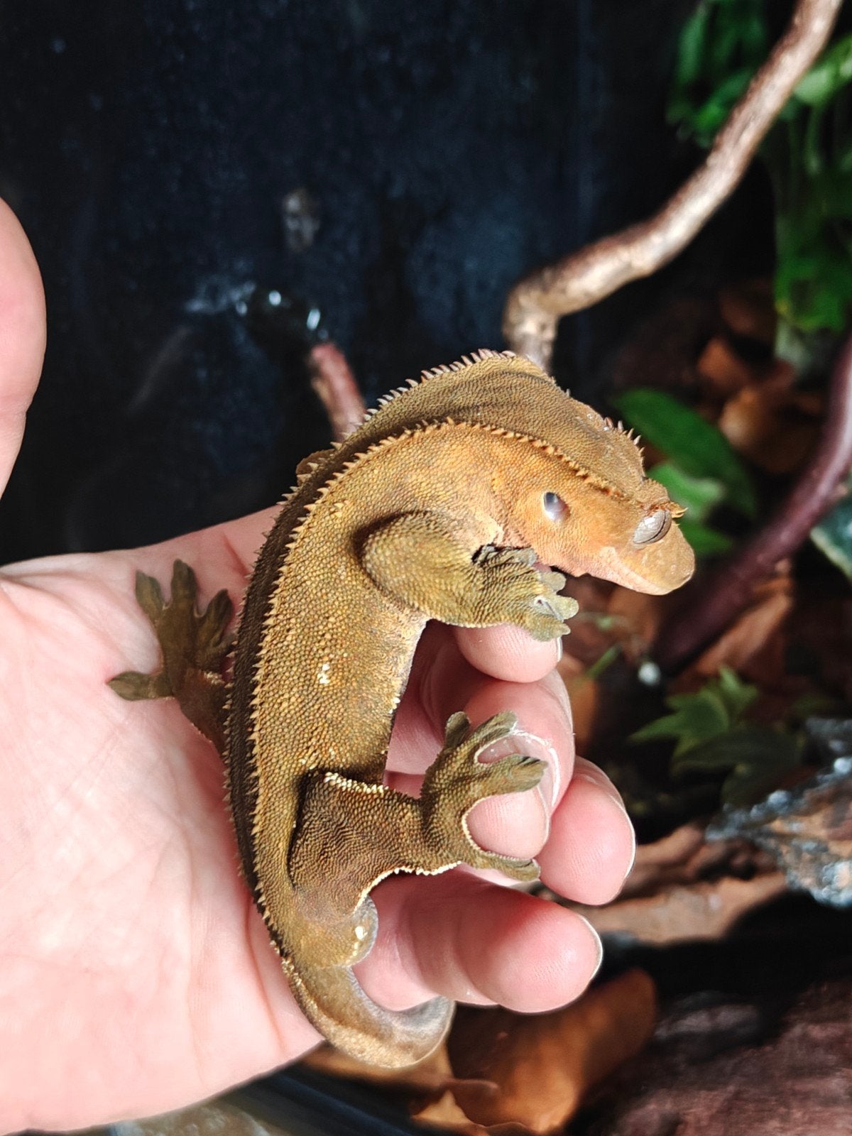 Wimpergecko Man, Animaux & Accessoires, Reptiles & Amphibiens, Autres espèces, Domestique, 0 à 2 ans