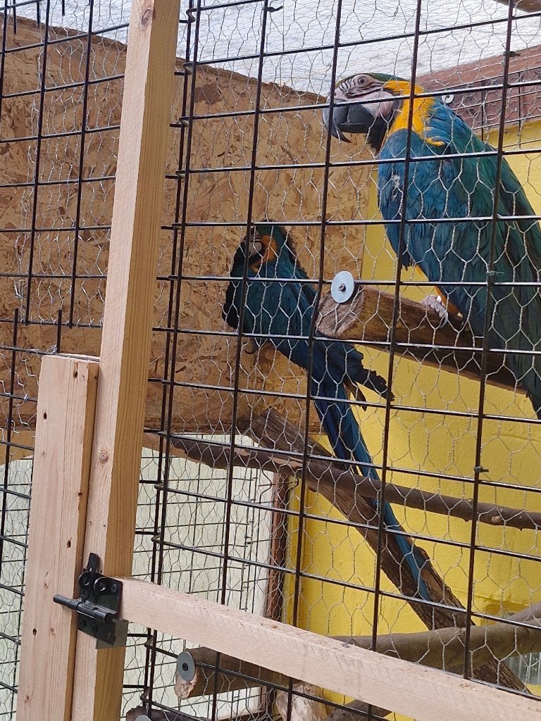 Couple de ara  pres de gembloux, Femelle, Perroquet, Bagué