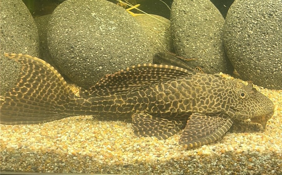 Normale pleco, Vis, Zoetwatervis