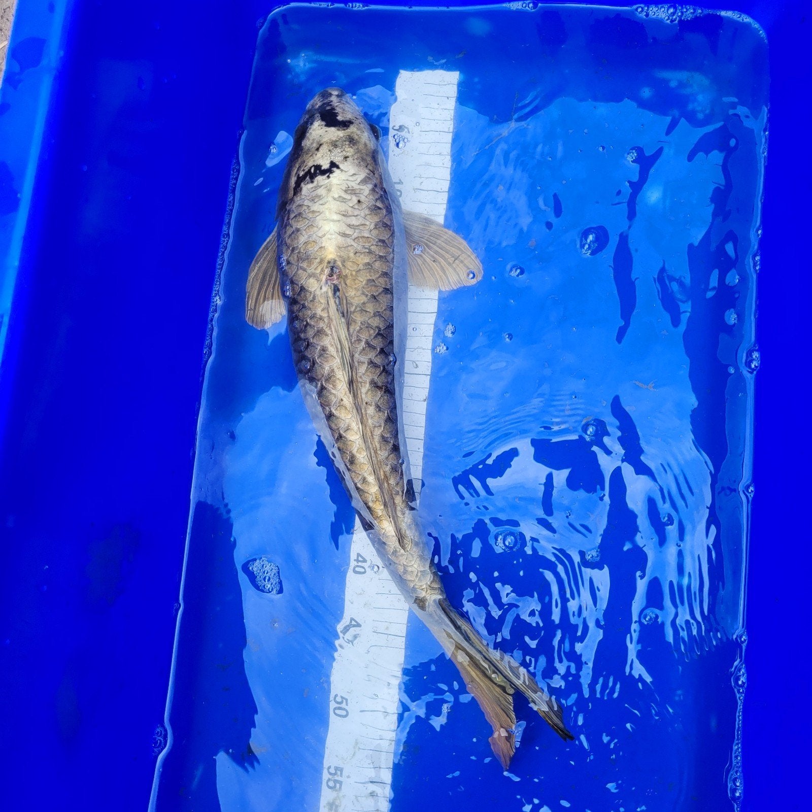 Koi 52 cm, Ophalen