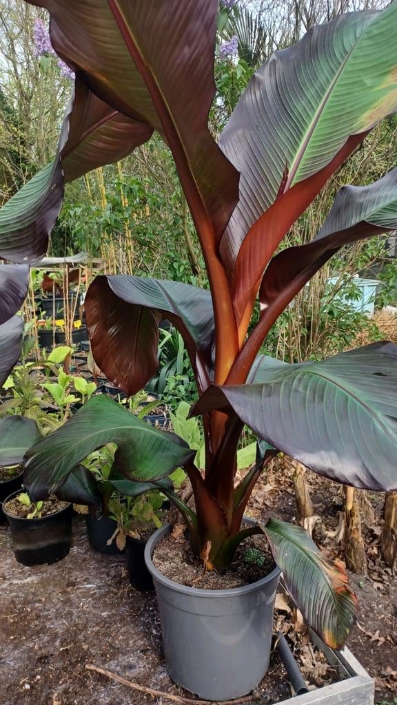 Ensete Maurelli (rode banaan), Jardin & Terrasse, Plantes | Jardin, Plante fixe, Autres espèces, Plein soleil, Enlèvement