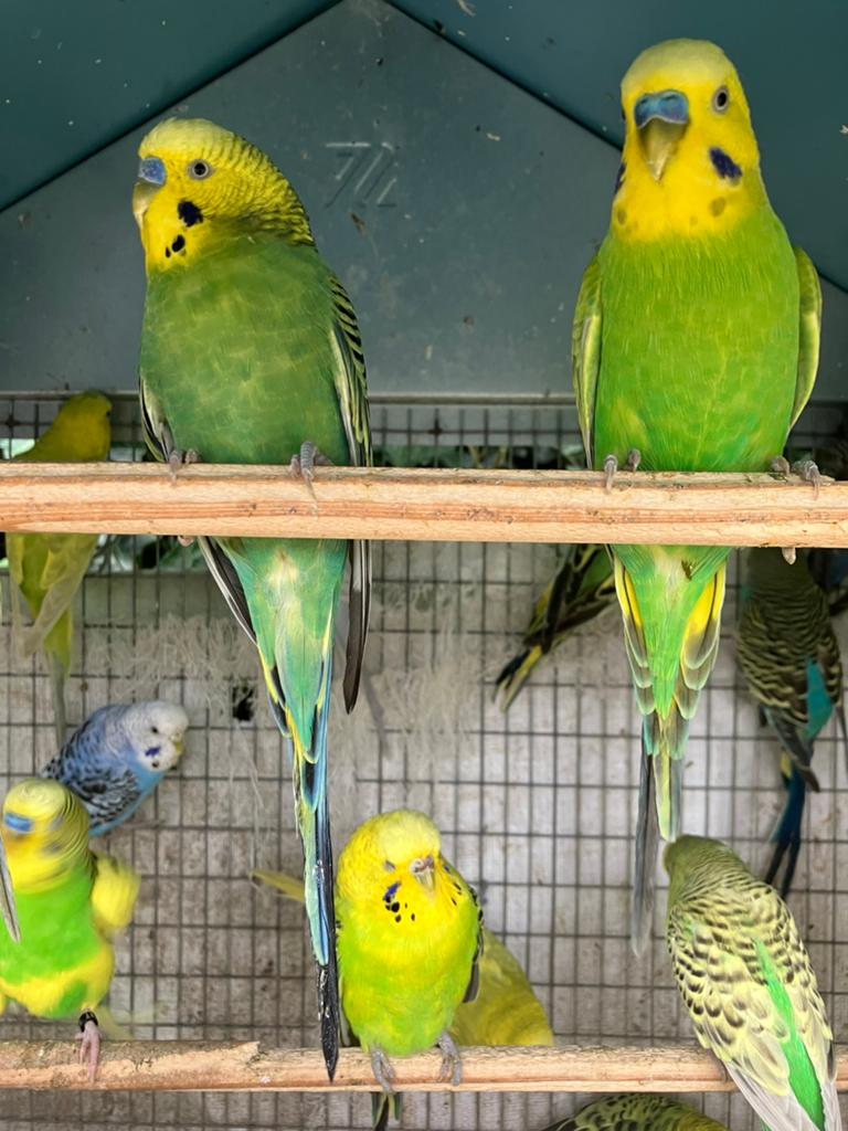 GELE GROENE MAN GRASPARKIETJES NU 10 EURO, Animaux & Accessoires, Oiseaux | Perruches & Perroquets, Perruche, Plusieurs animaux