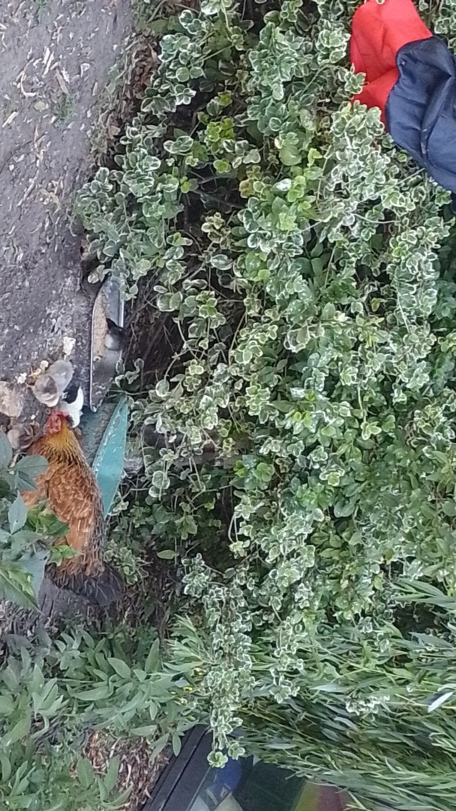 Kip met 7 kuikentjes