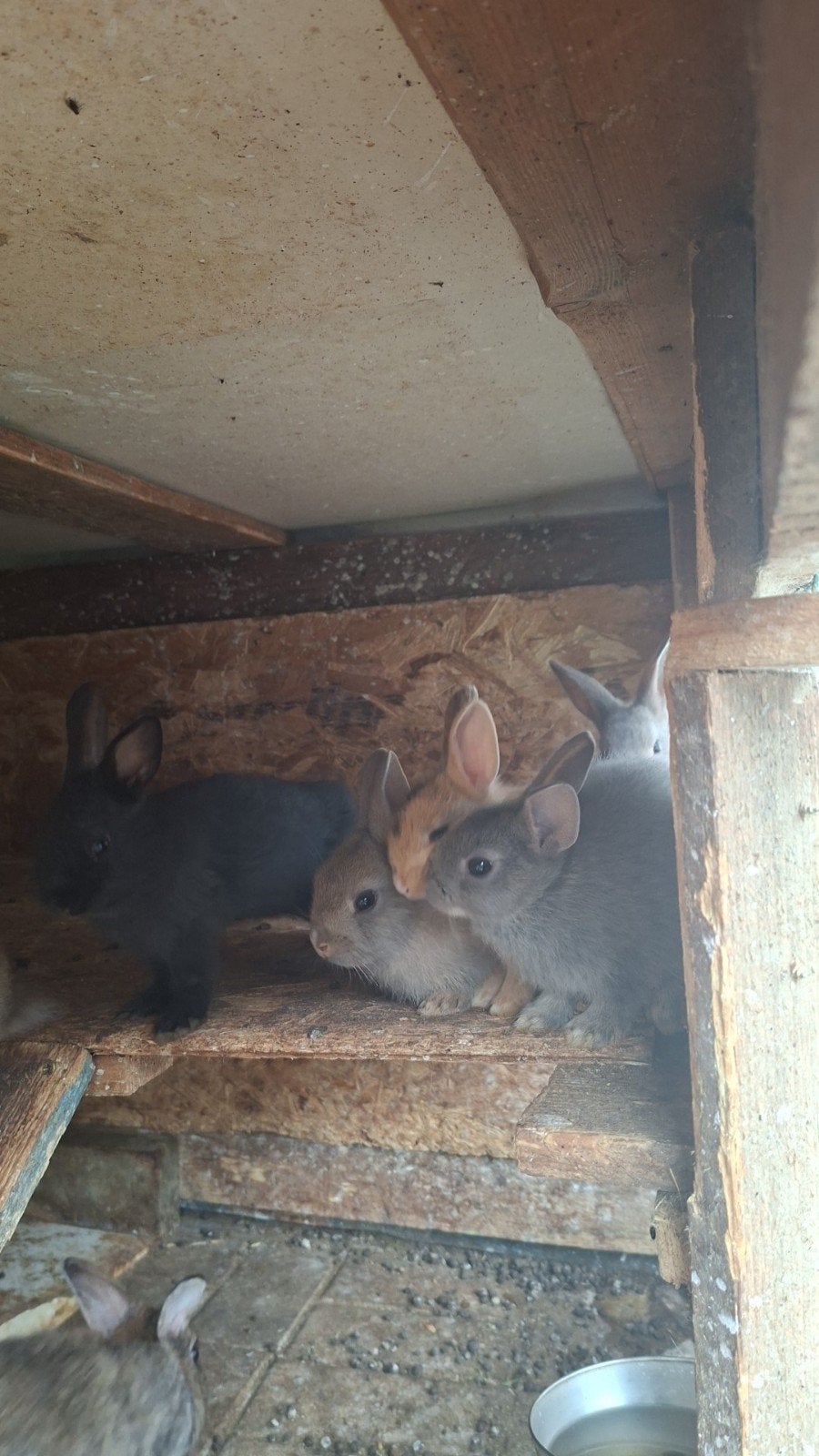 lapin nain bébé, Plusieurs animaux, Nain, 0 à 2 ans