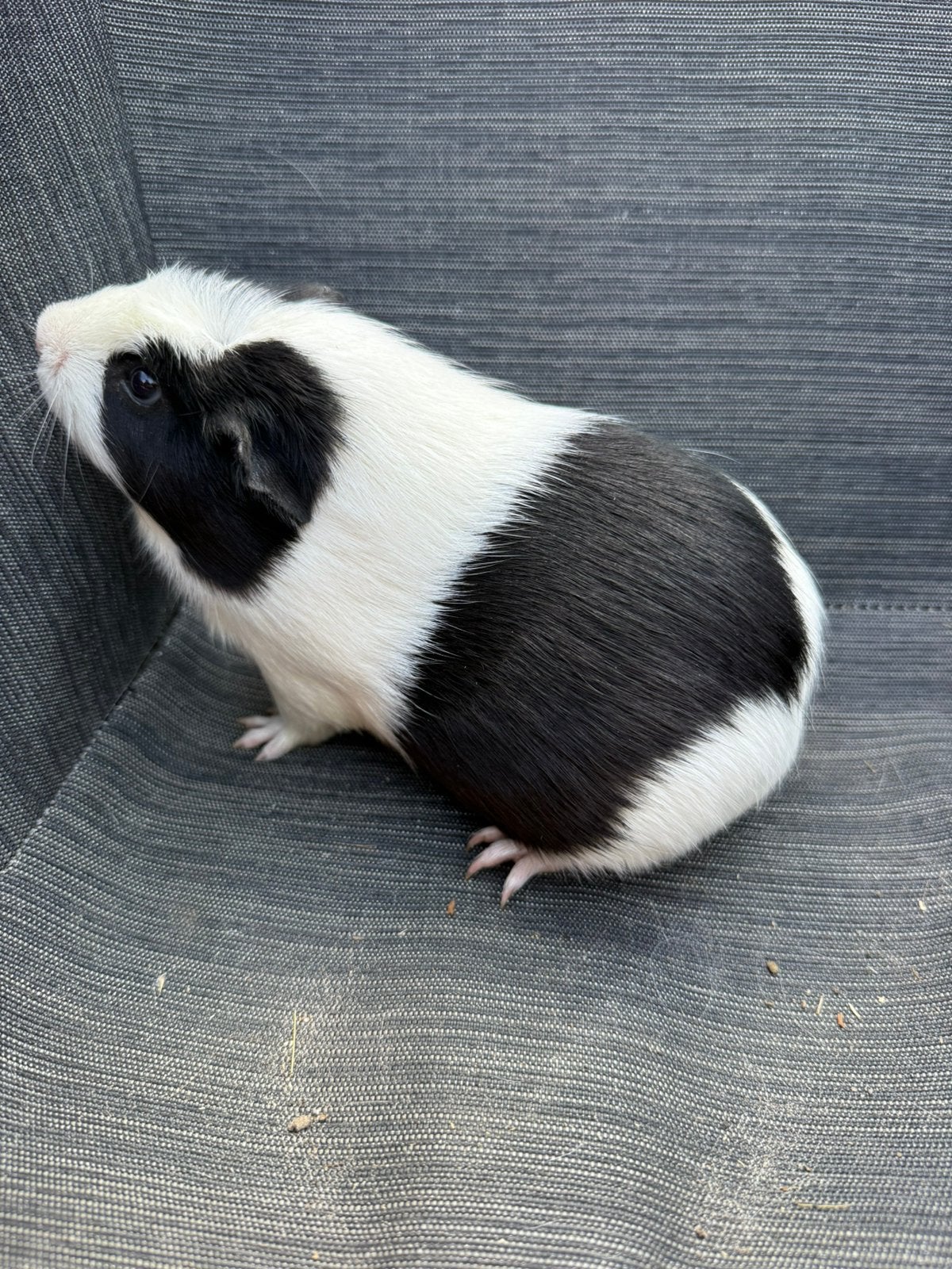 Cuy cavia koppel, Dieren en Toebehoren, Meerdere dieren, Tam, Maart, Cavia