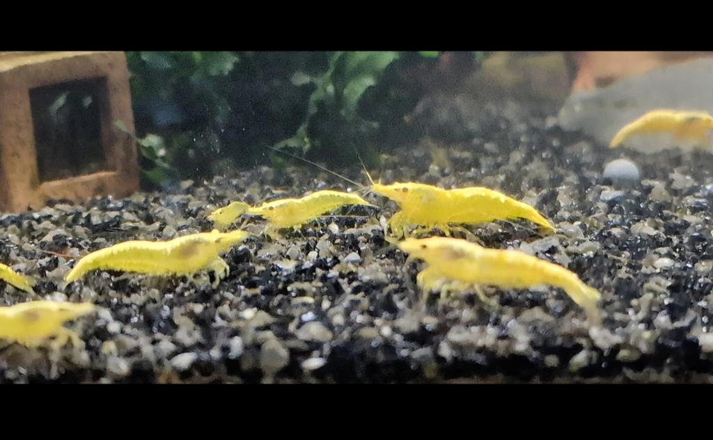 Yellow Backline garnalen, Dieren en Toebehoren