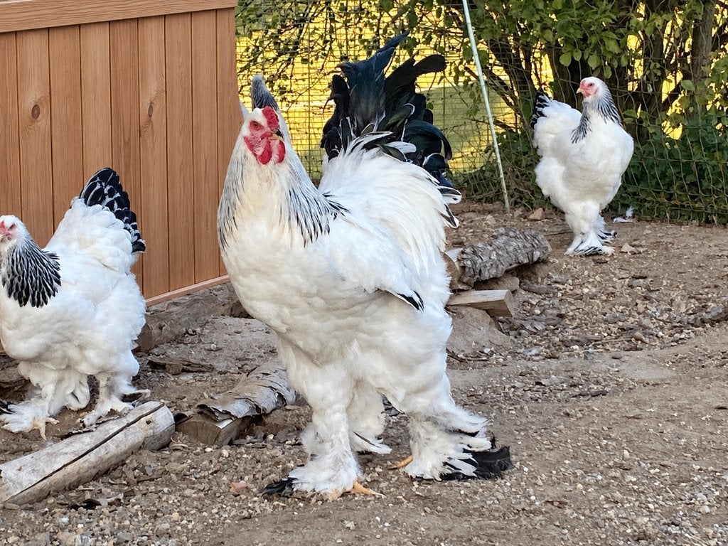 Oeufs Brahma fécondés à incuber herminé blanc noir, Animaux & Accessoires, Envoi, Neuf