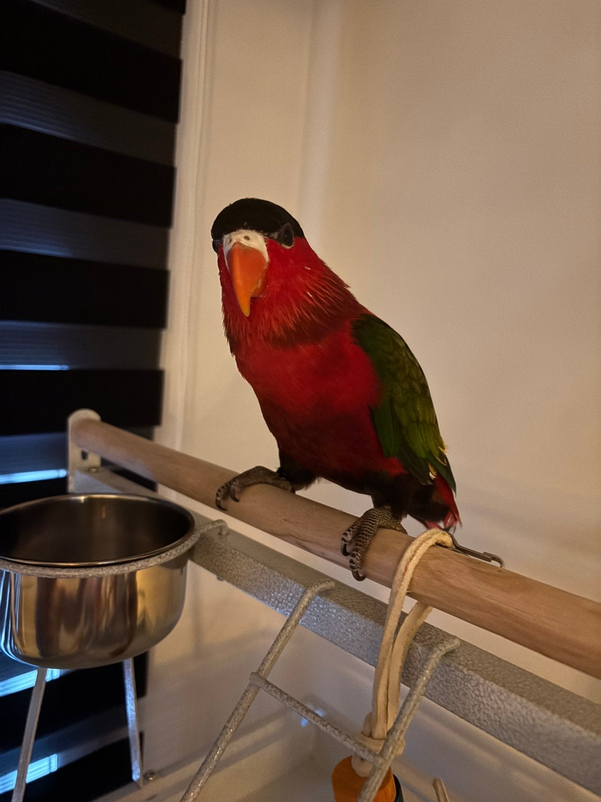 Handtamme purperbuik lori, Dieren en Toebehoren